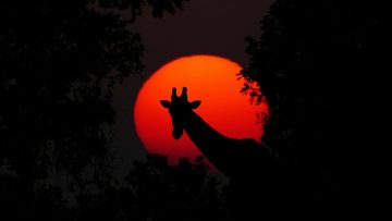 africa quiz